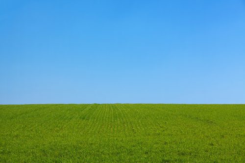 Grass is Greener Syndrome | Nathan Feiles, MSW, LCSW-R | NYC