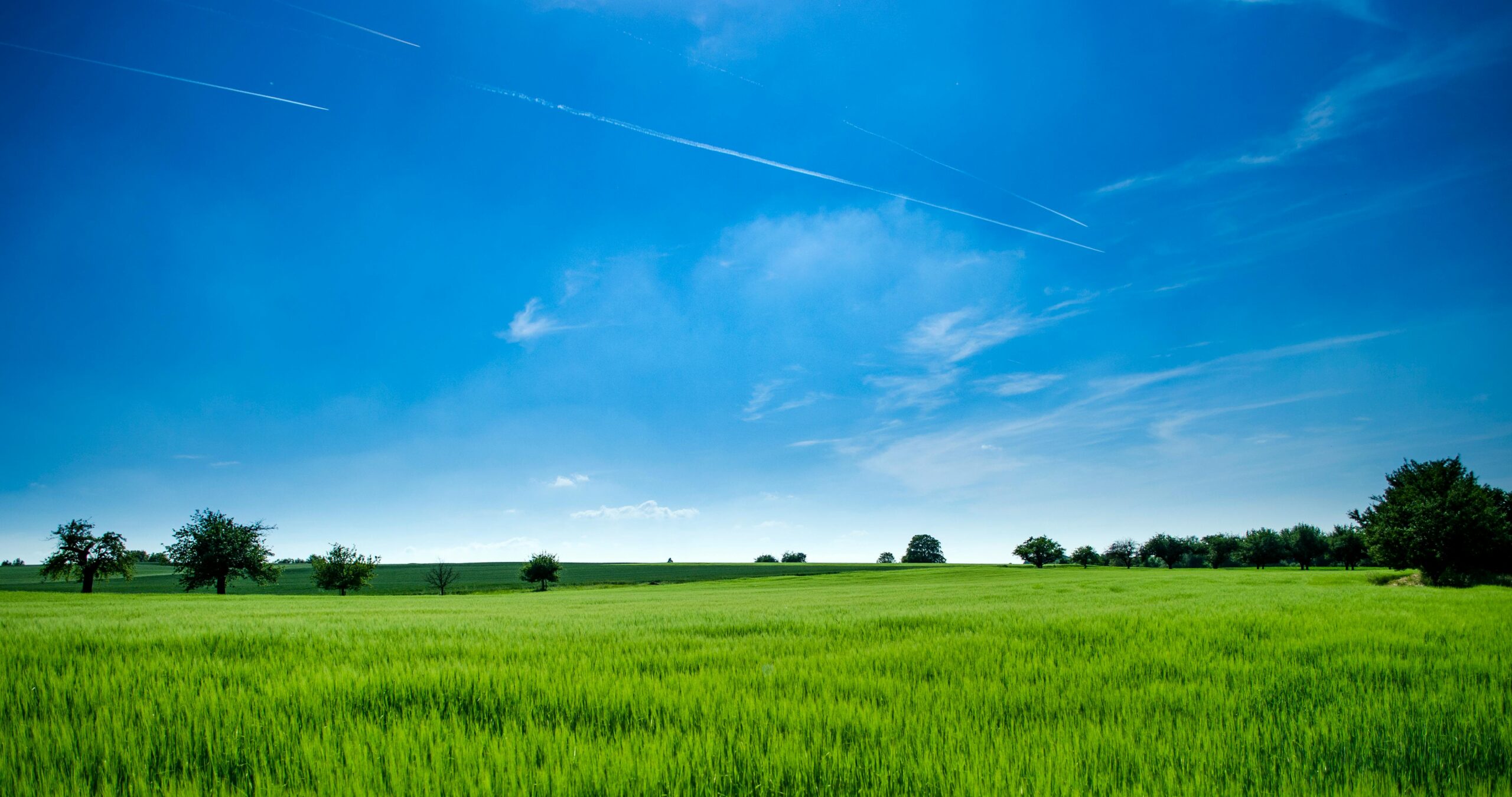 grass field and blue sky