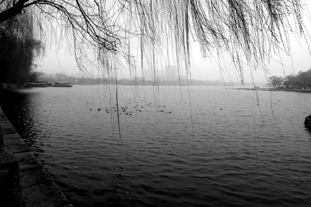depression black and white tree hanging over lake