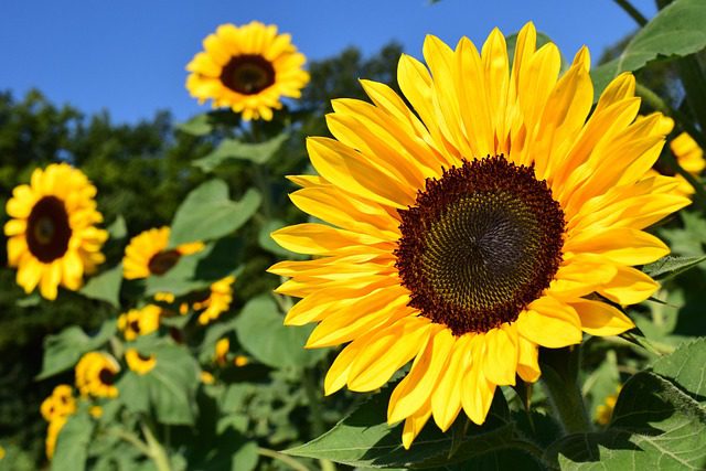 field of sunflowers